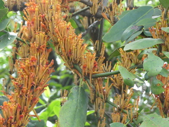 Lorantheae