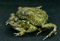 Cape Sand Frog photo 4