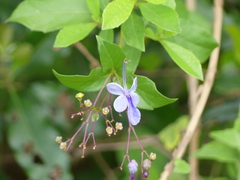 Rotheca myricoides