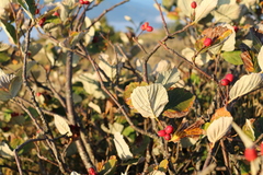 Aria umbellata