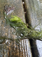 Ceratophyllum