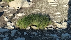 Bolboschoenus planiculmis
