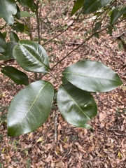Planchonella cotinifolia