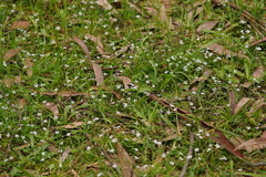 Lobelia pedunculata