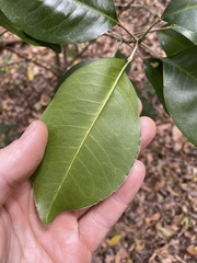 Planchonella cotinifolia