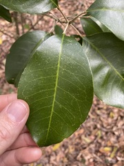 Planchonella cotinifolia