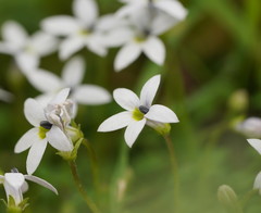 Lobelia pedunculata