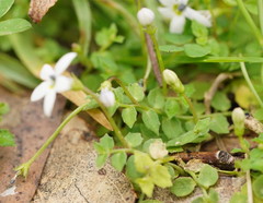 Lobelia pedunculata