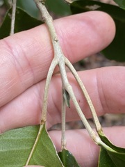 Planchonella cotinifolia