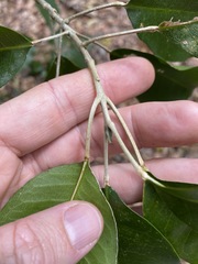 Planchonella cotinifolia