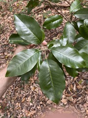 Planchonella cotinifolia