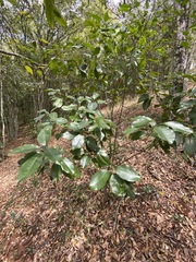 Planchonella cotinifolia