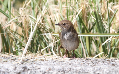 Taiwan Bush Warbler (Locustella alishanensis), photo 4