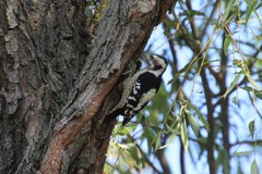 Yungipicus canicapillus