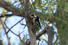 Yungipicus canicapillus