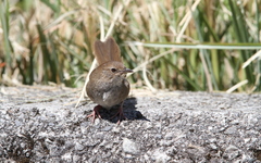 Locustella alishanensis