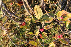 Aria umbellata