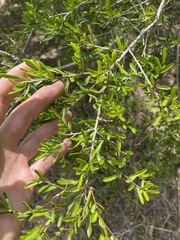Pittosporum viscidum