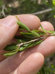 Pittosporum viscidum