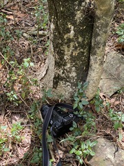 Pittosporum viscidum