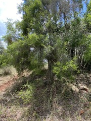 Pittosporum viscidum