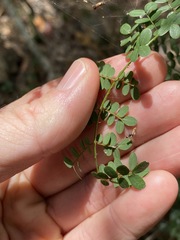 Mezoneuron brachycarpum