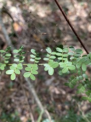 Mezoneuron brachycarpum