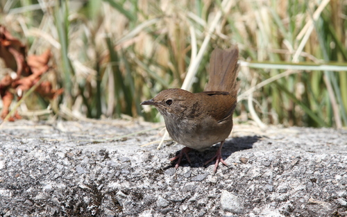 Taiwan Bush Warbler (Locustella alishanensis), photo 8