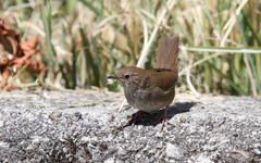 Locustella alishanensis