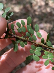 Mezoneuron brachycarpum