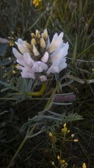 Astragalus inopinatus