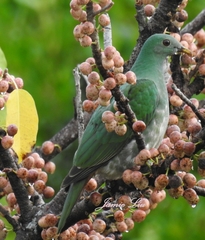 Ptilinopus leclancheri