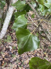 Barklya syringifolia