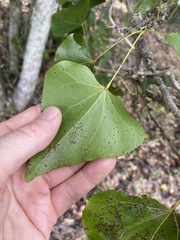 Barklya syringifolia