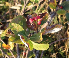 Aria umbellata