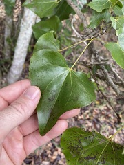 Barklya syringifolia