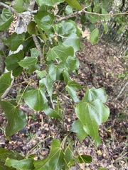 Barklya syringifolia
