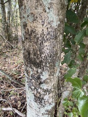 Barklya syringifolia