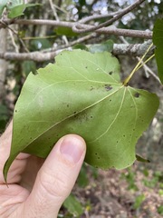 Barklya syringifolia