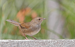 Locustella alishanensis