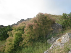 Cotinus coggygria