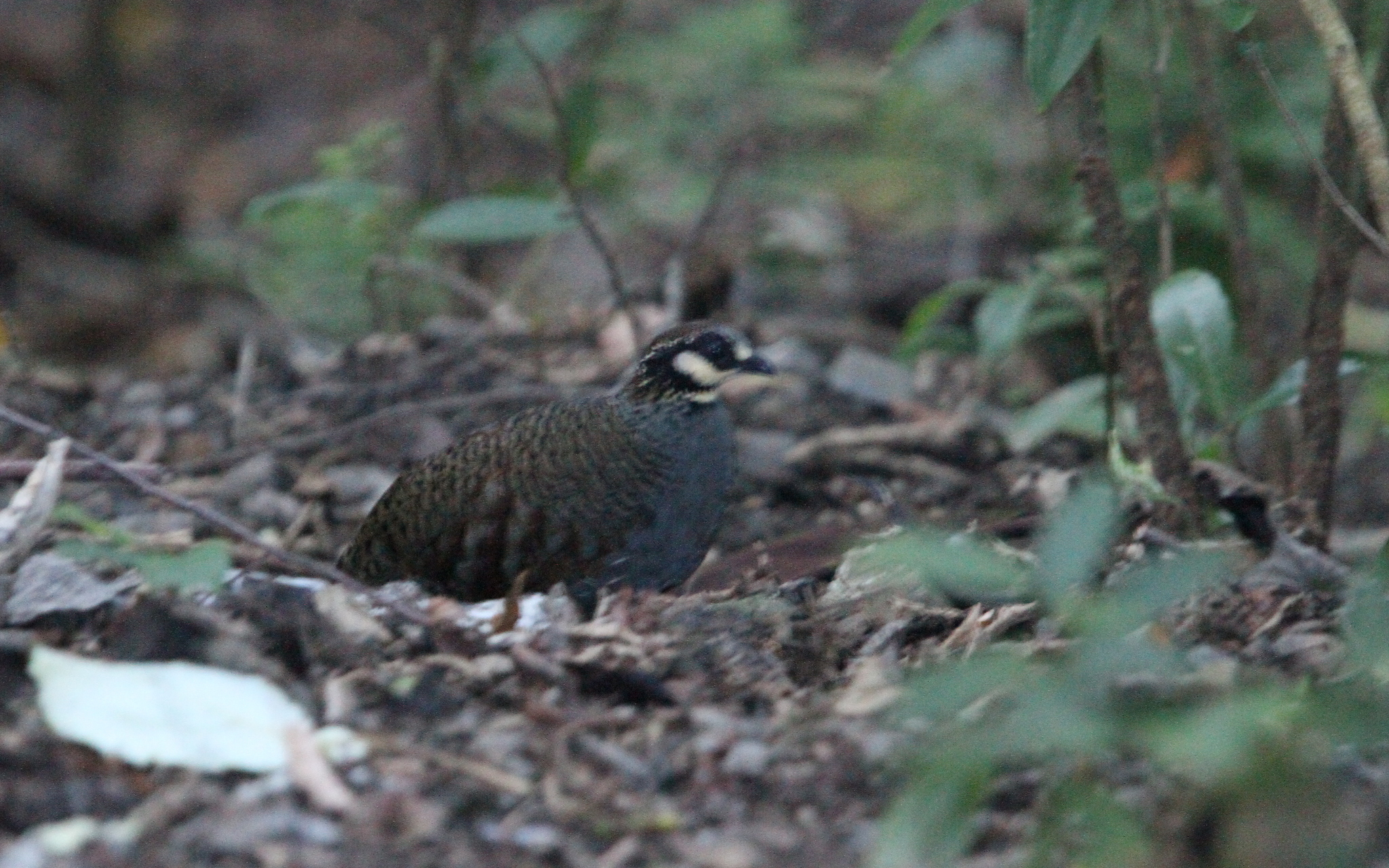Taiwan Partridge