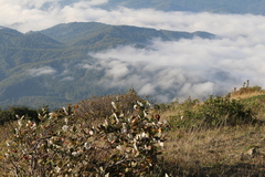 Aria umbellata