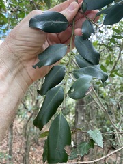 Diospyros australis