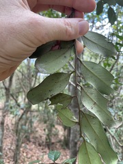 Diospyros australis