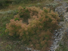 Cotinus coggygria