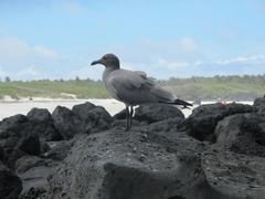 Leucophaeus fuliginosus