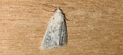 Mesoligia furuncula