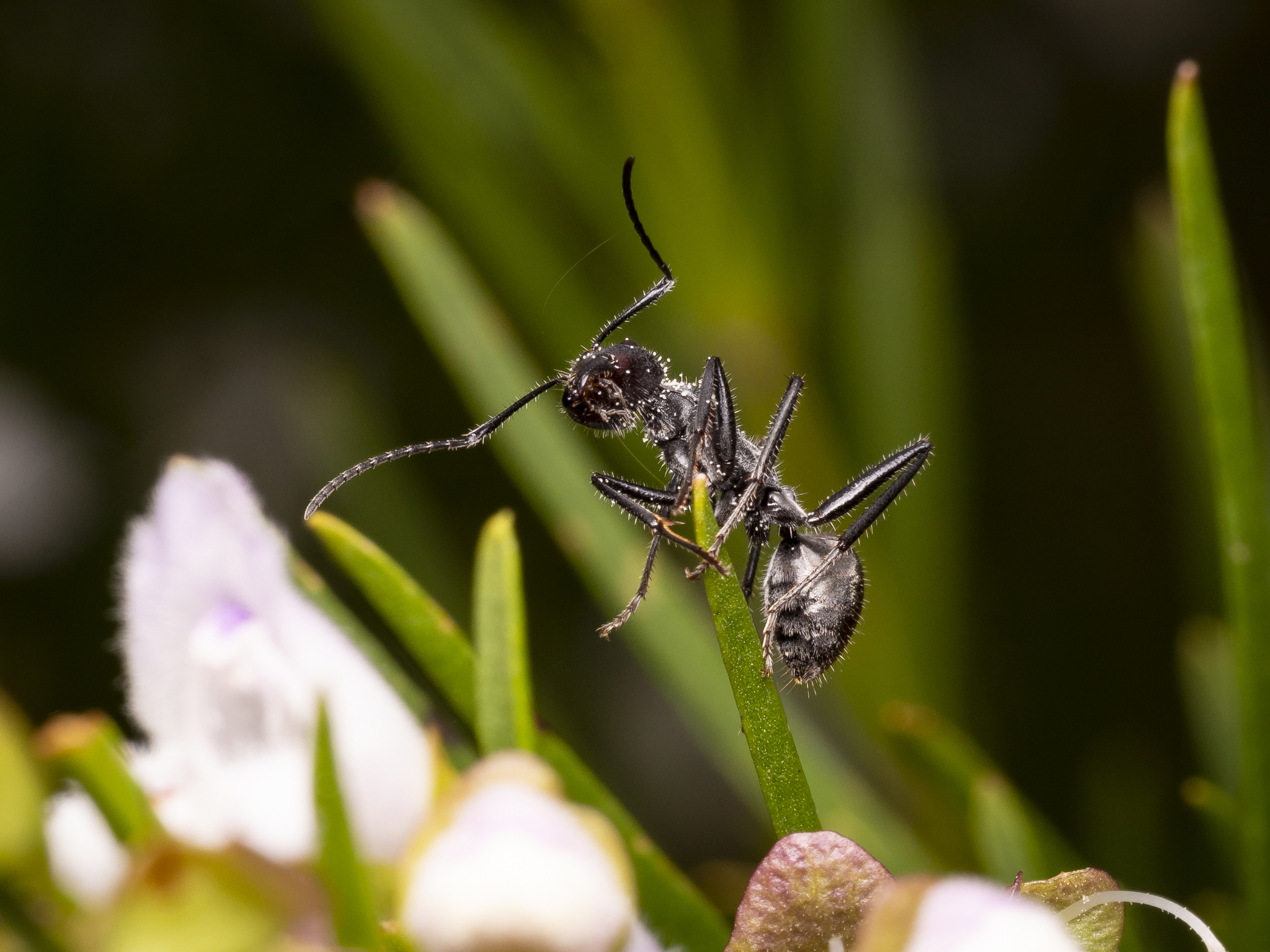 Camponotus suffusus suffusus