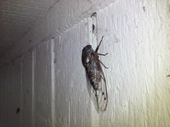 Megatibicen resonans